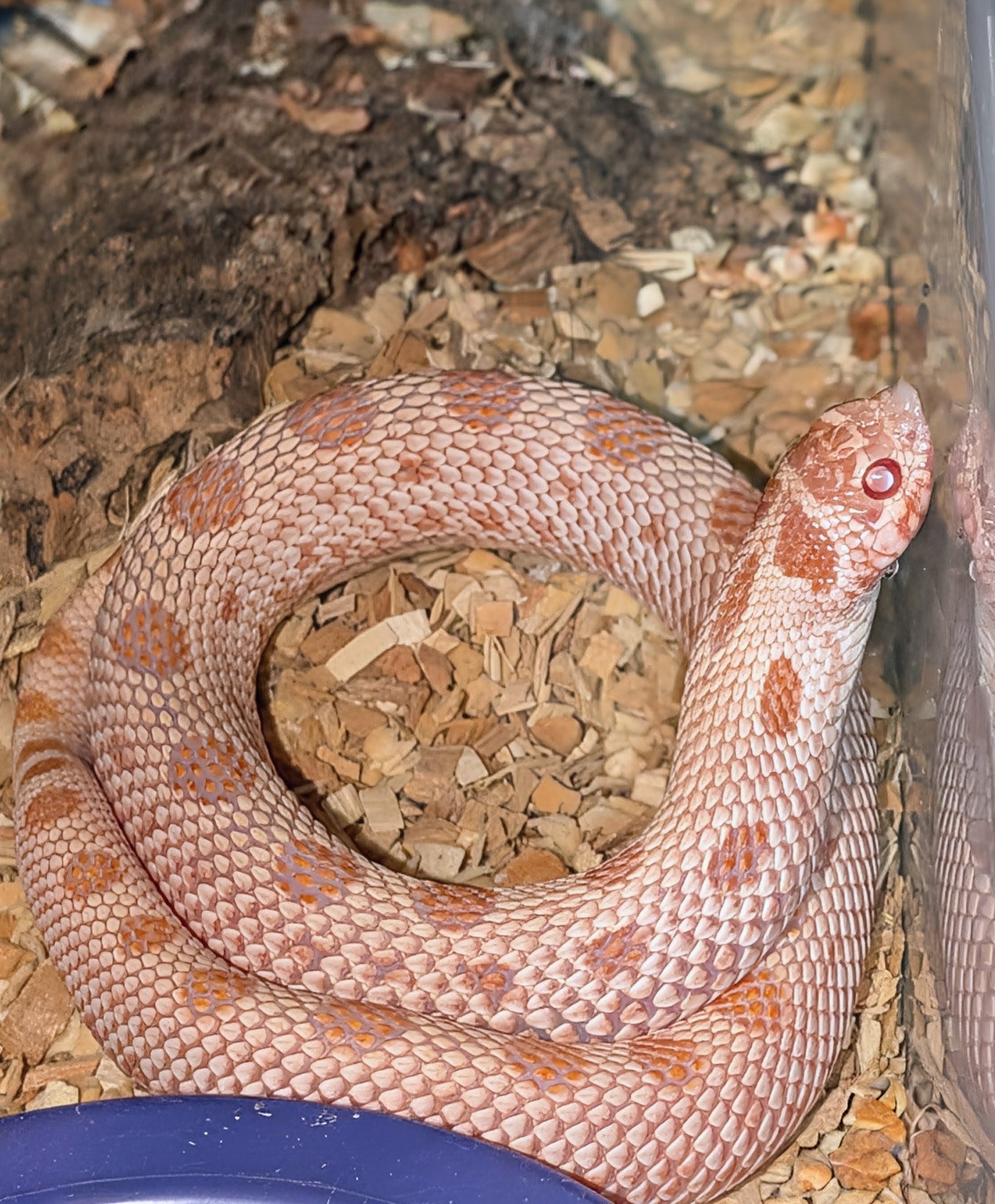 Bubs Daddy western hognose morph