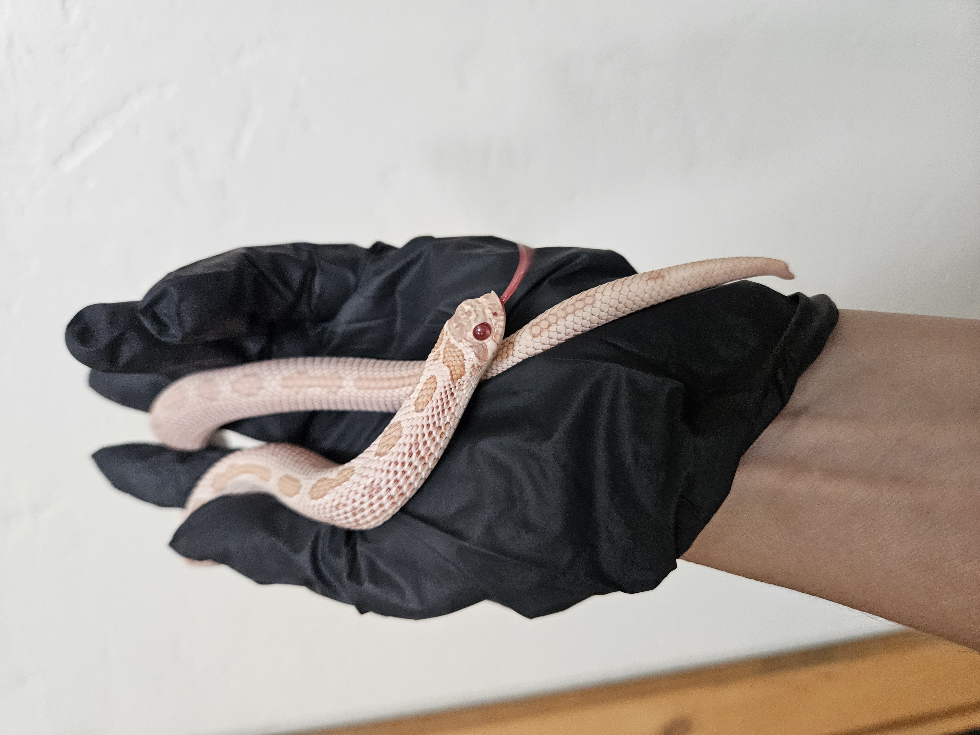 Bubs Daddy western hognose morph