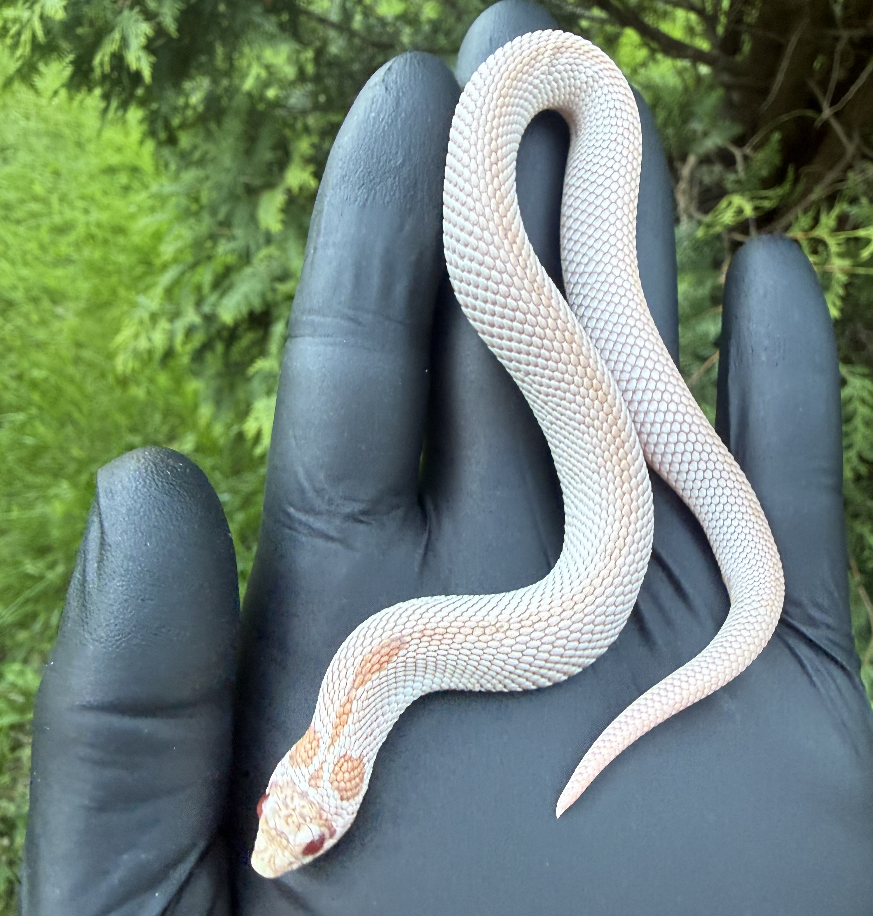 Super Daddy western hognose morph