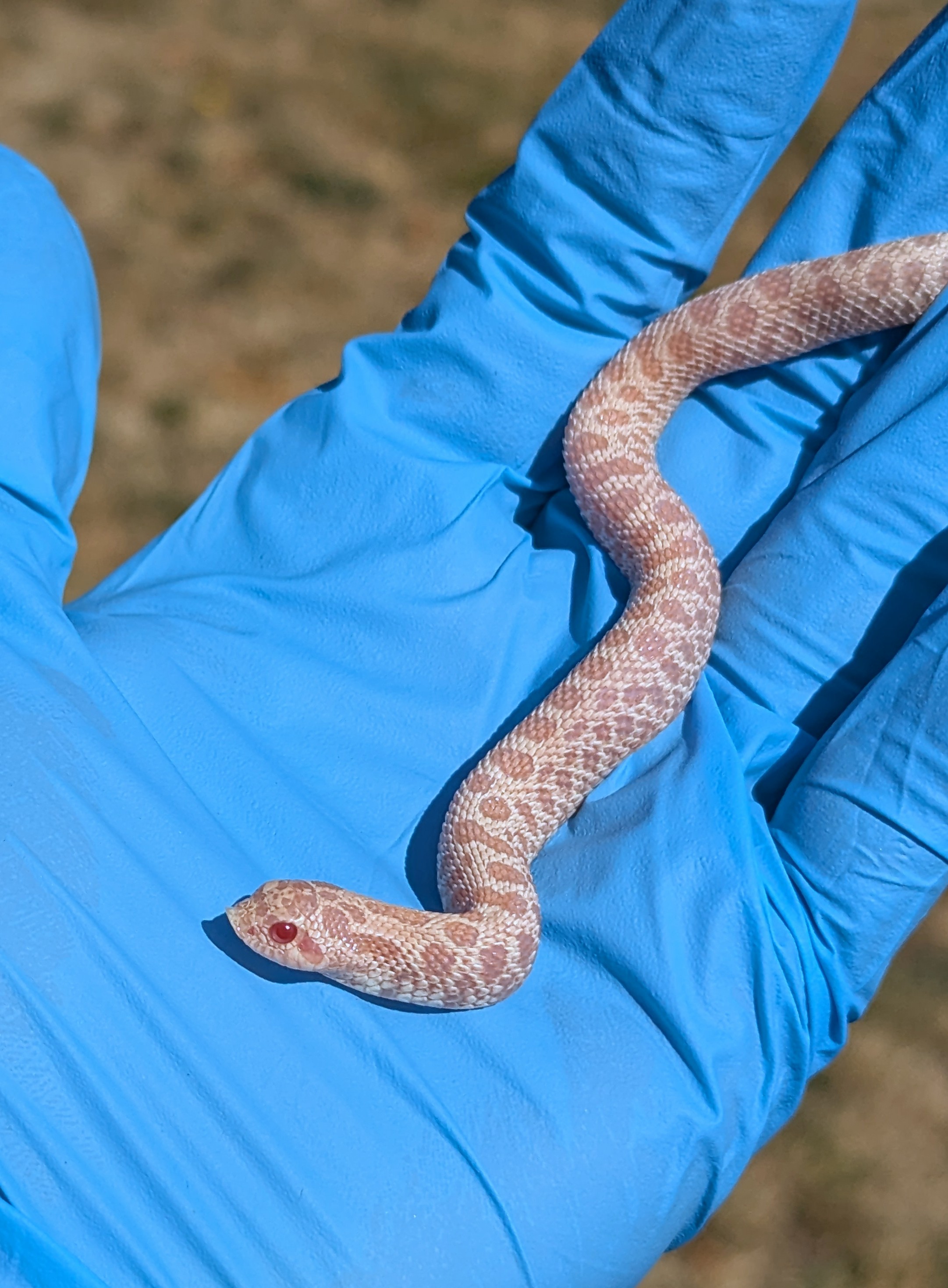 Sub Zero western hognose morph