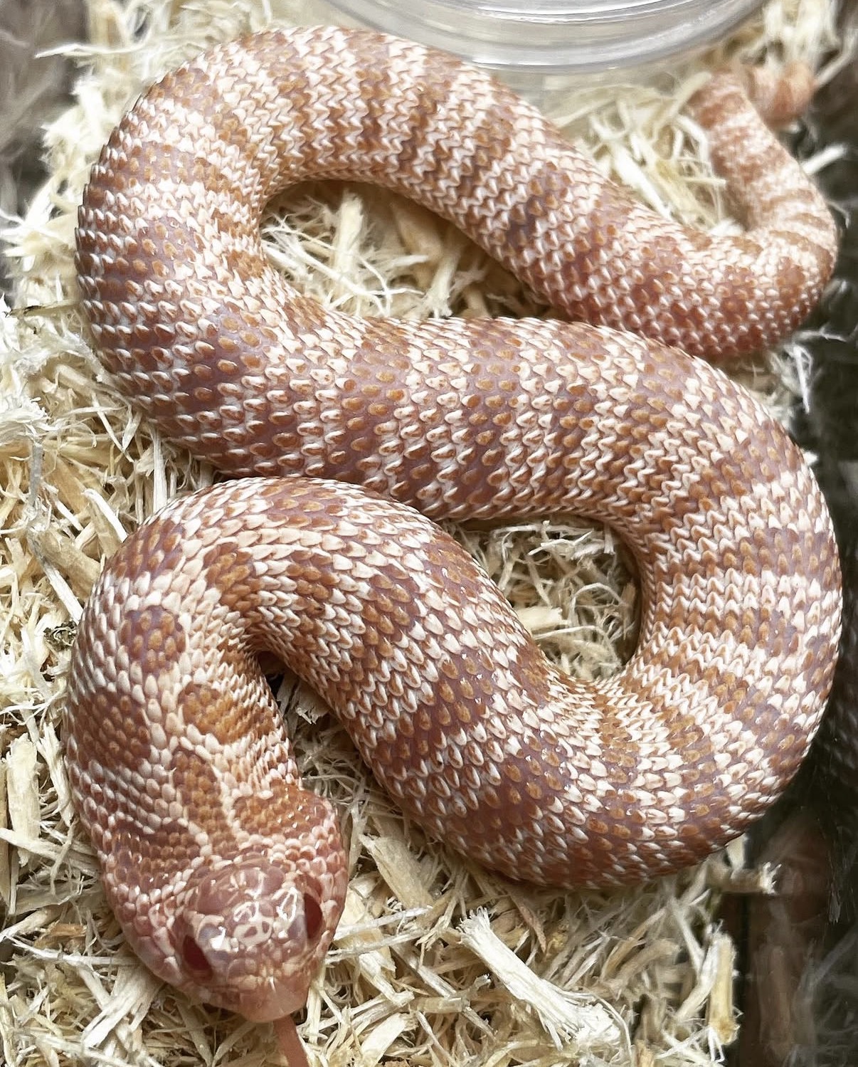 Sub Zero western hognose morph