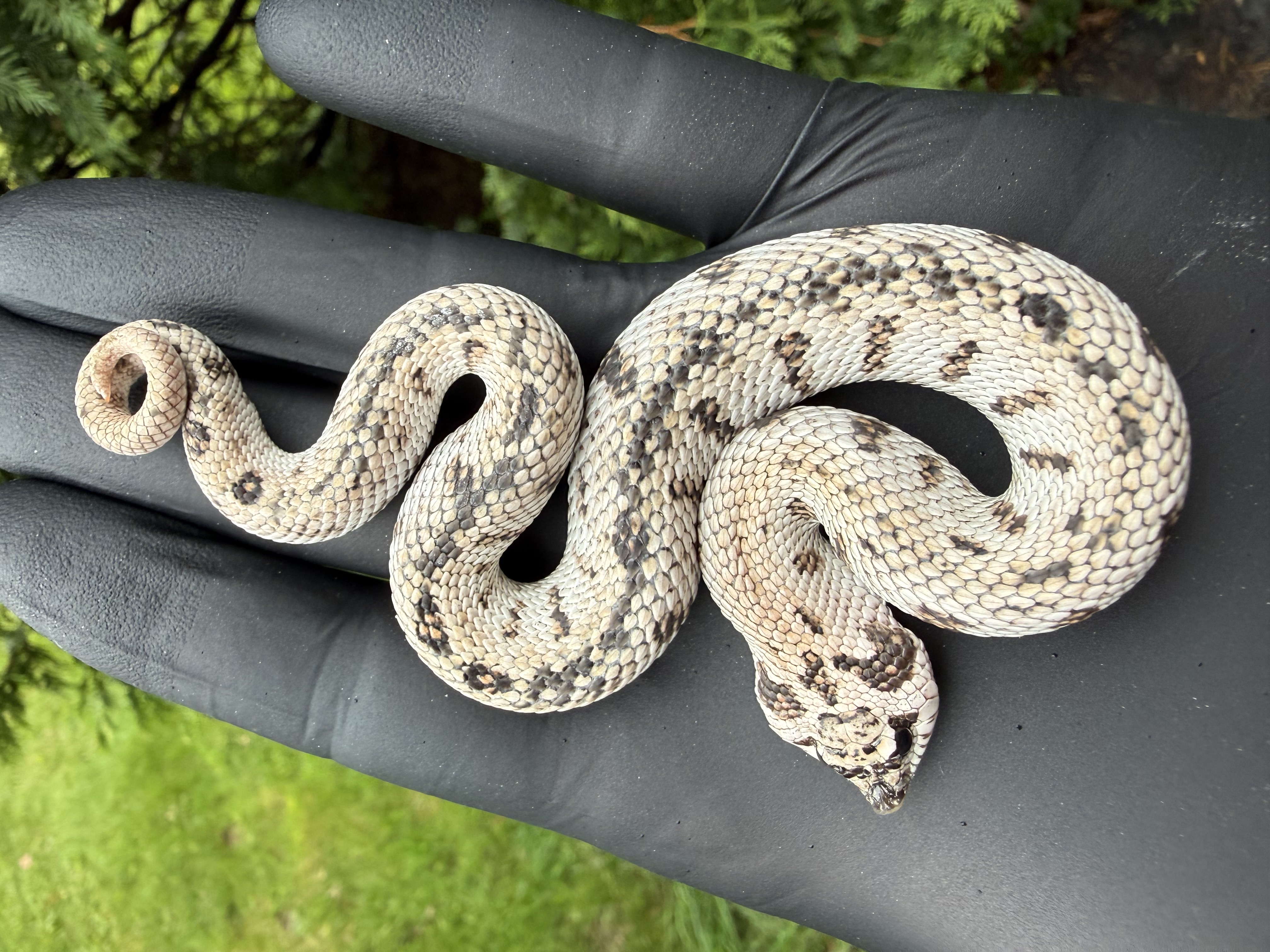 Superarctic Anaconda western hognose morph