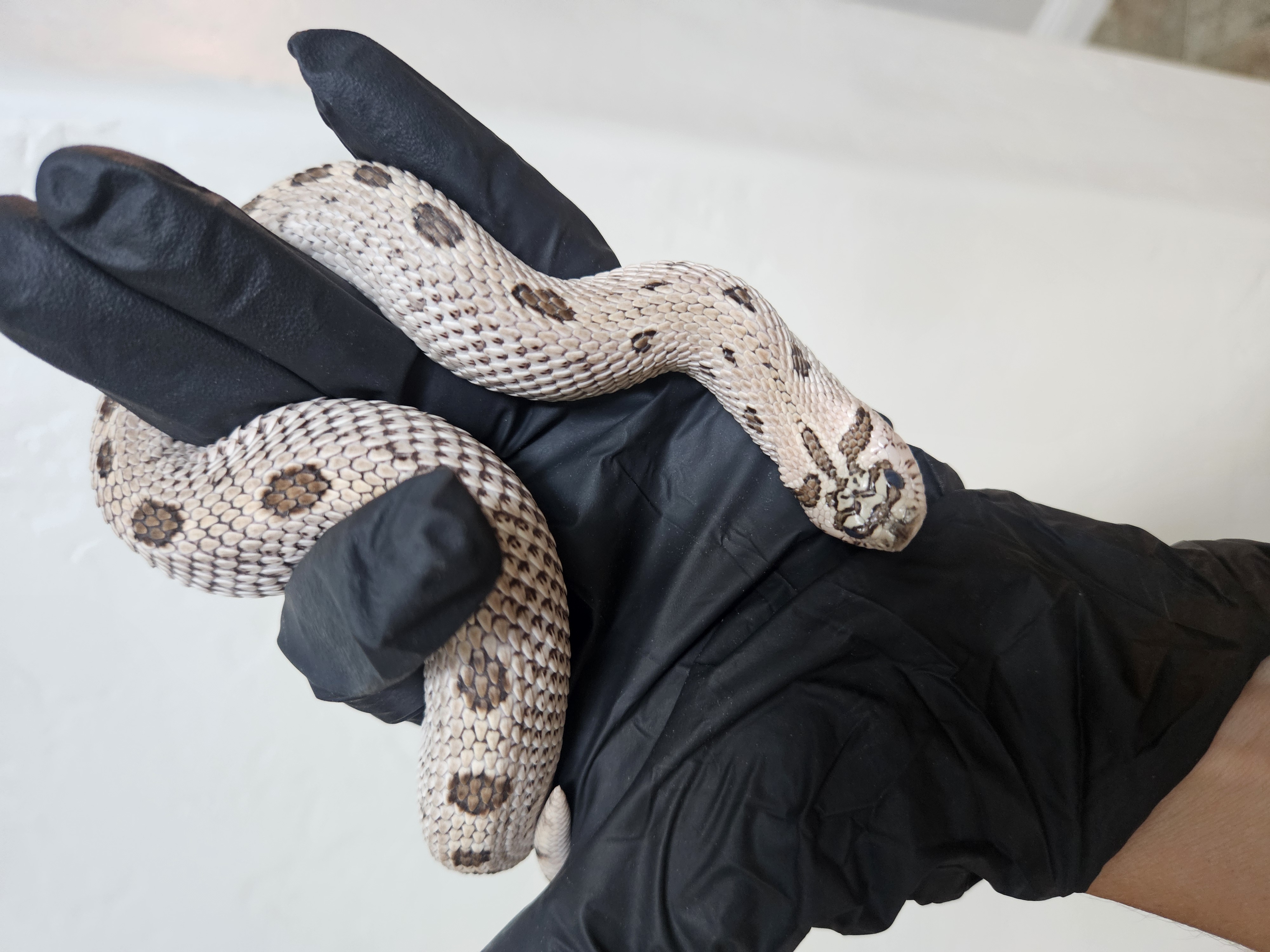 Superarctic Anaconda western hognose morph