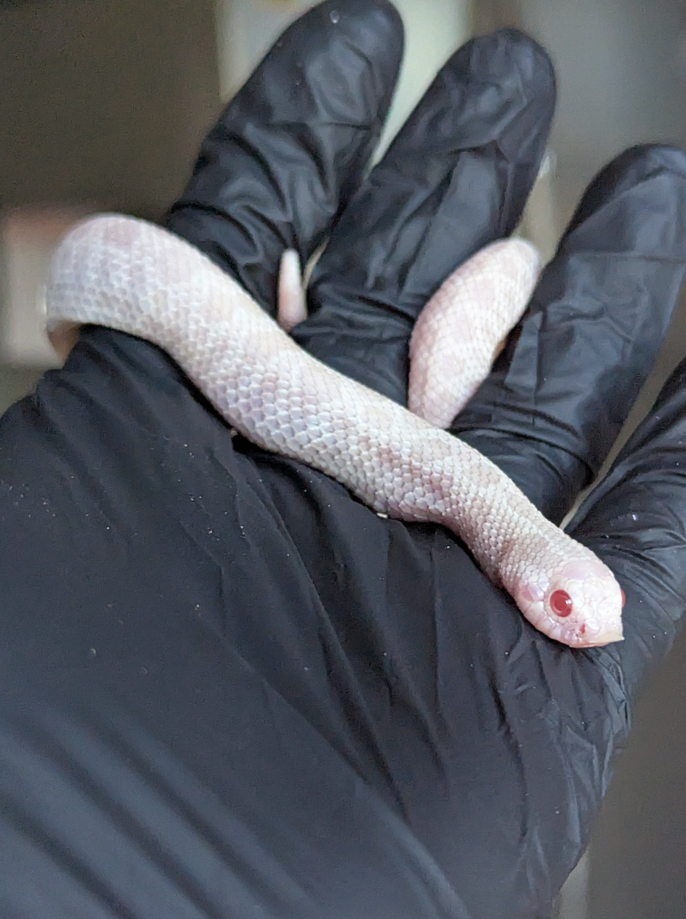 Crystal Diamond western hognose morph