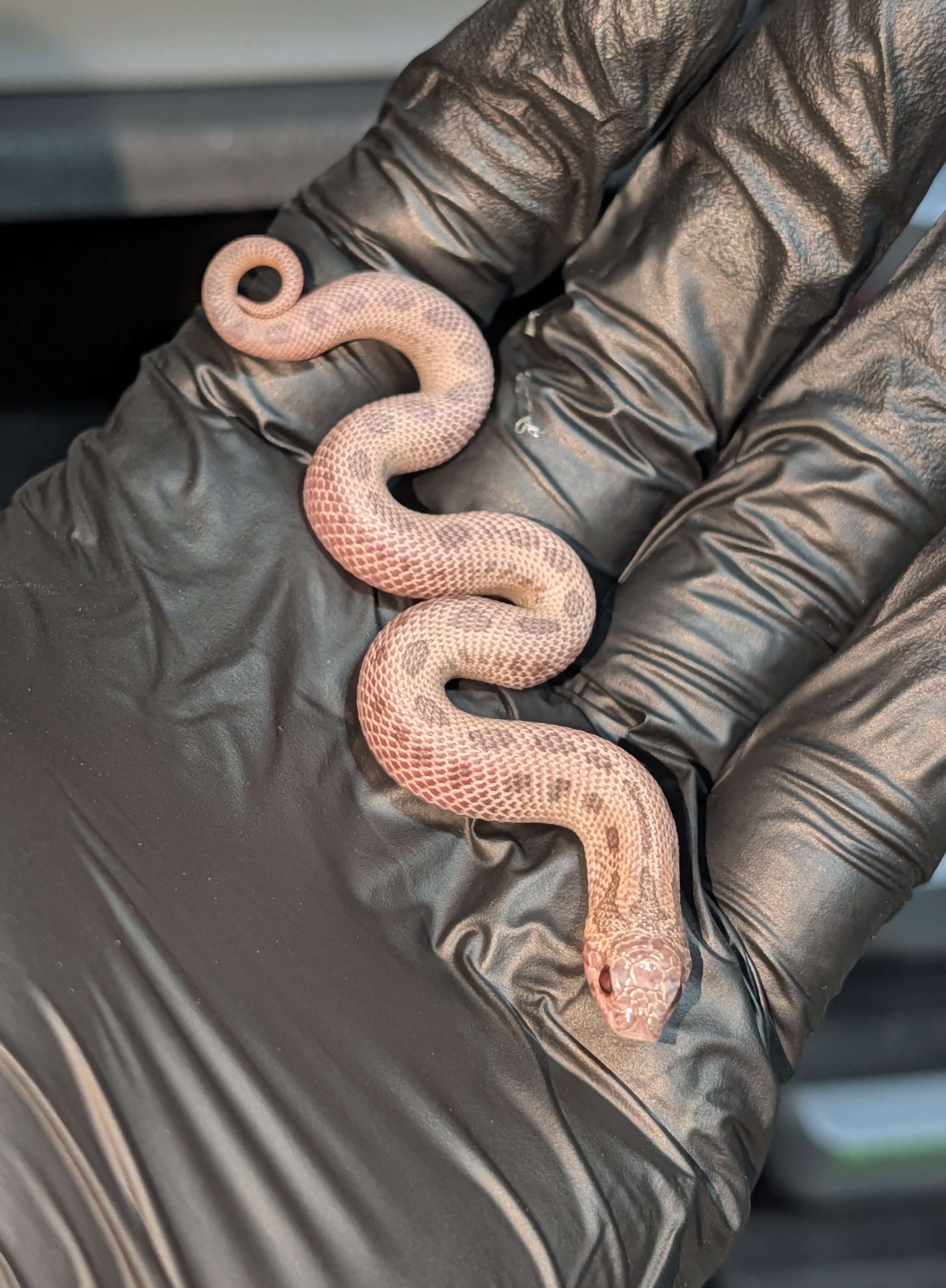 Mai Tai Superarctic Anaconda western hognose morph