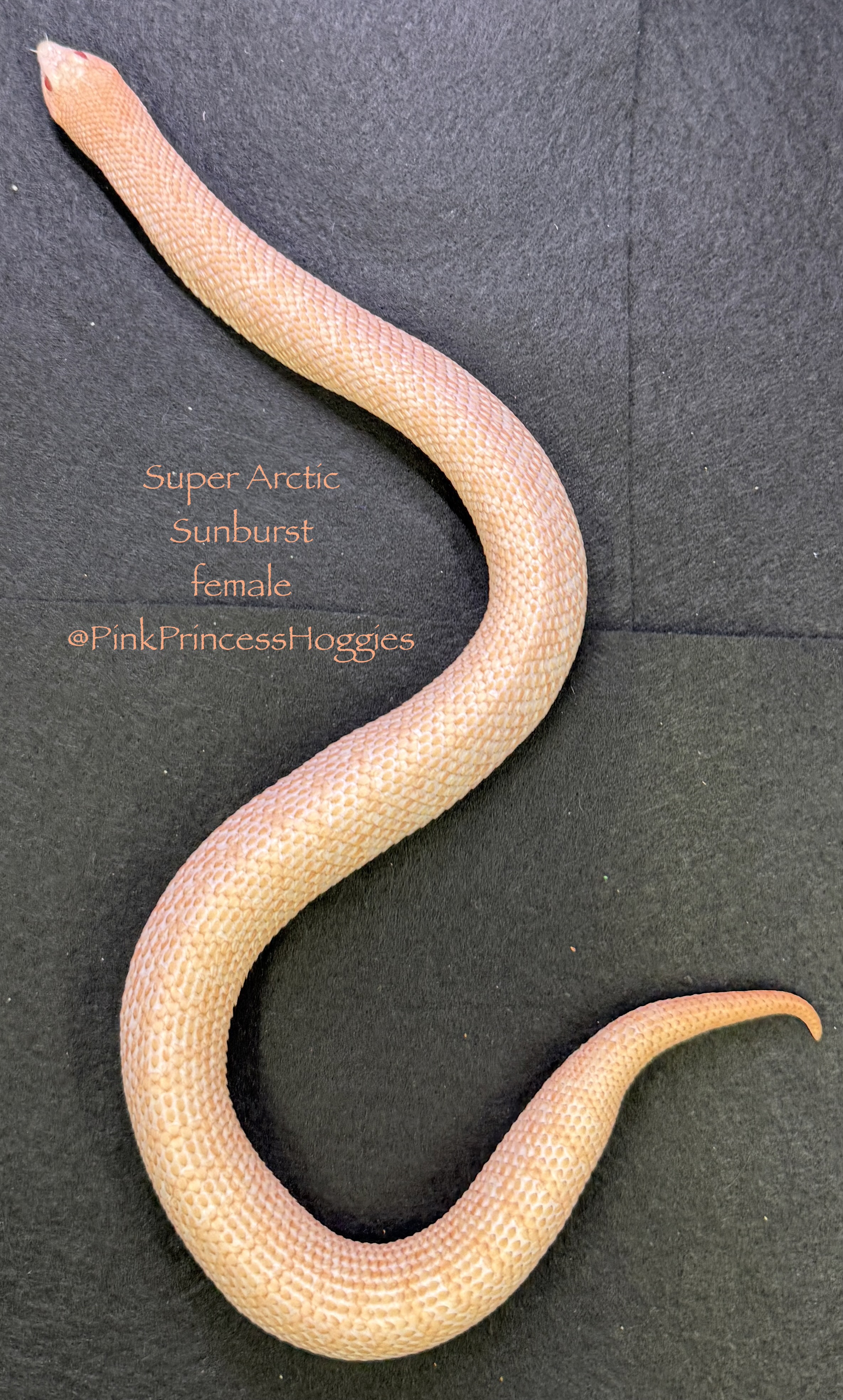 Sunburst Superarctic western hognose morph