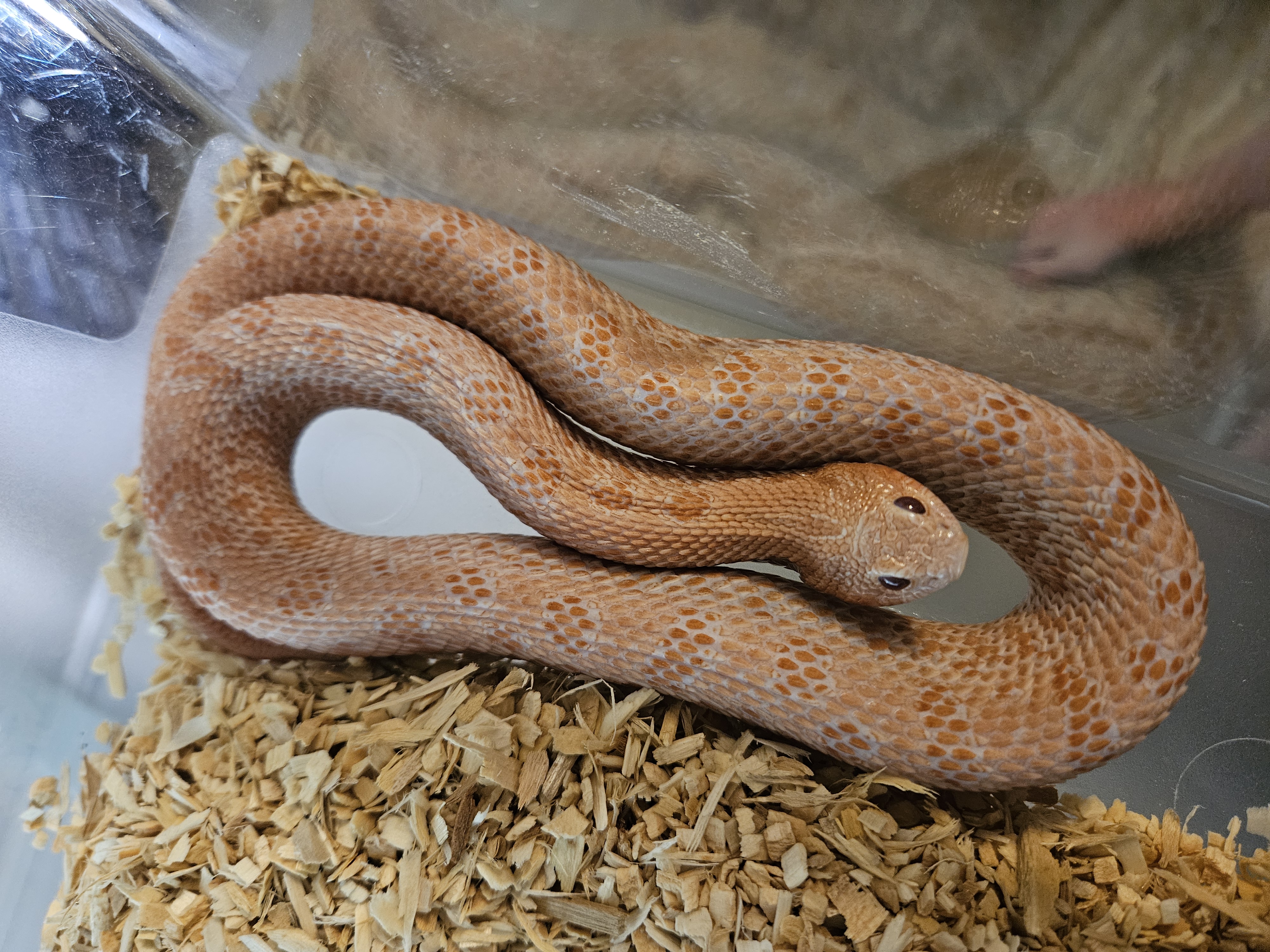 Sunburst Superarctic western hognose morph