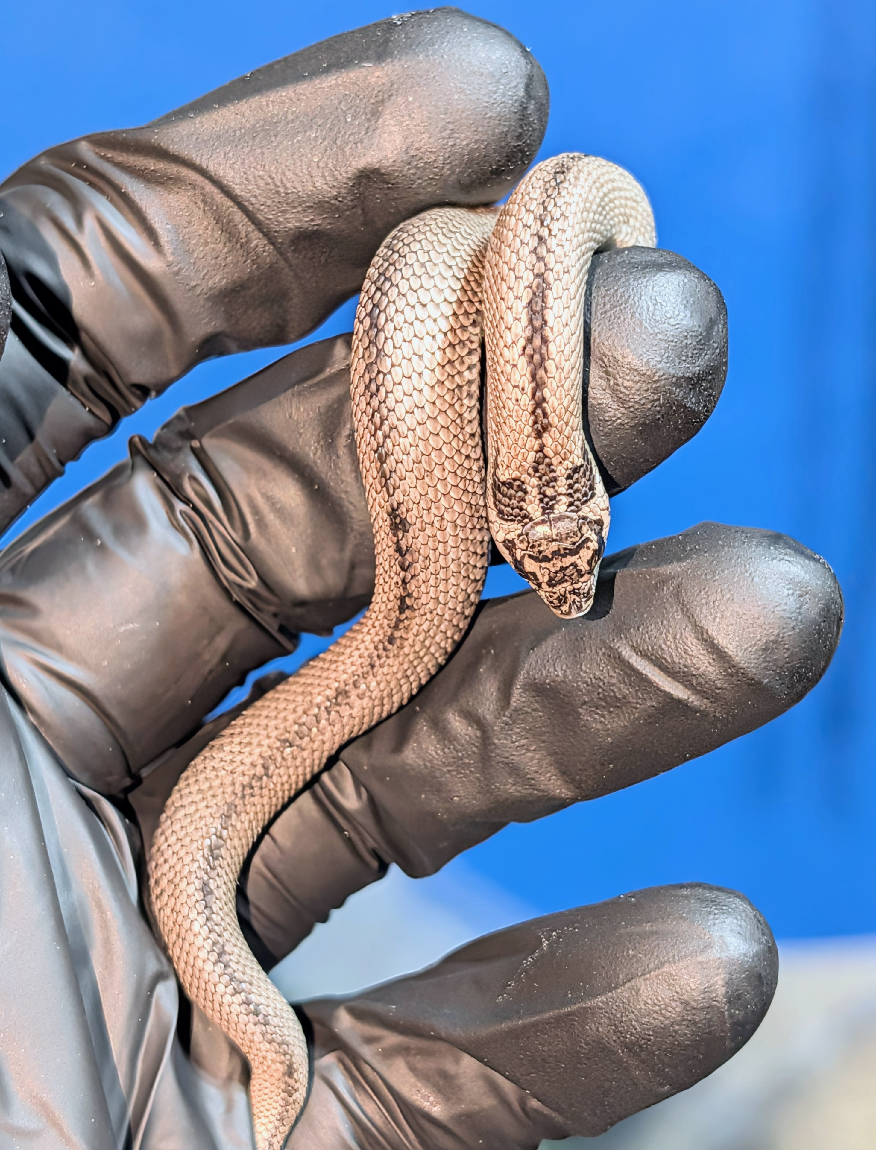 Superarctic Superconda western hognose morph