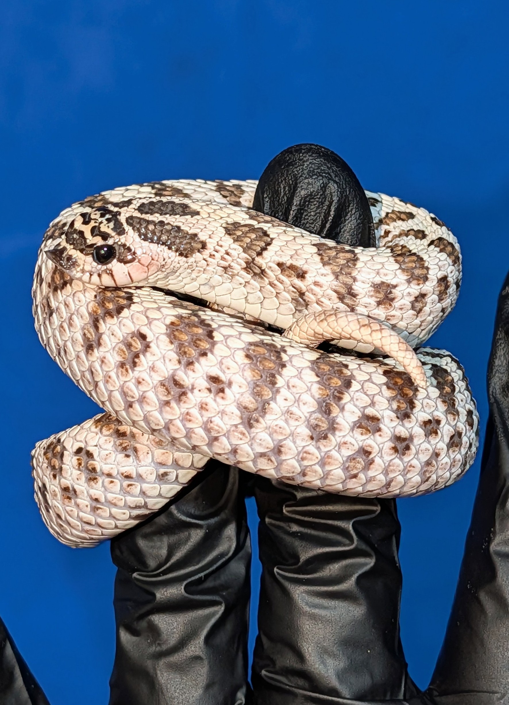 Superarctic western hognose morph