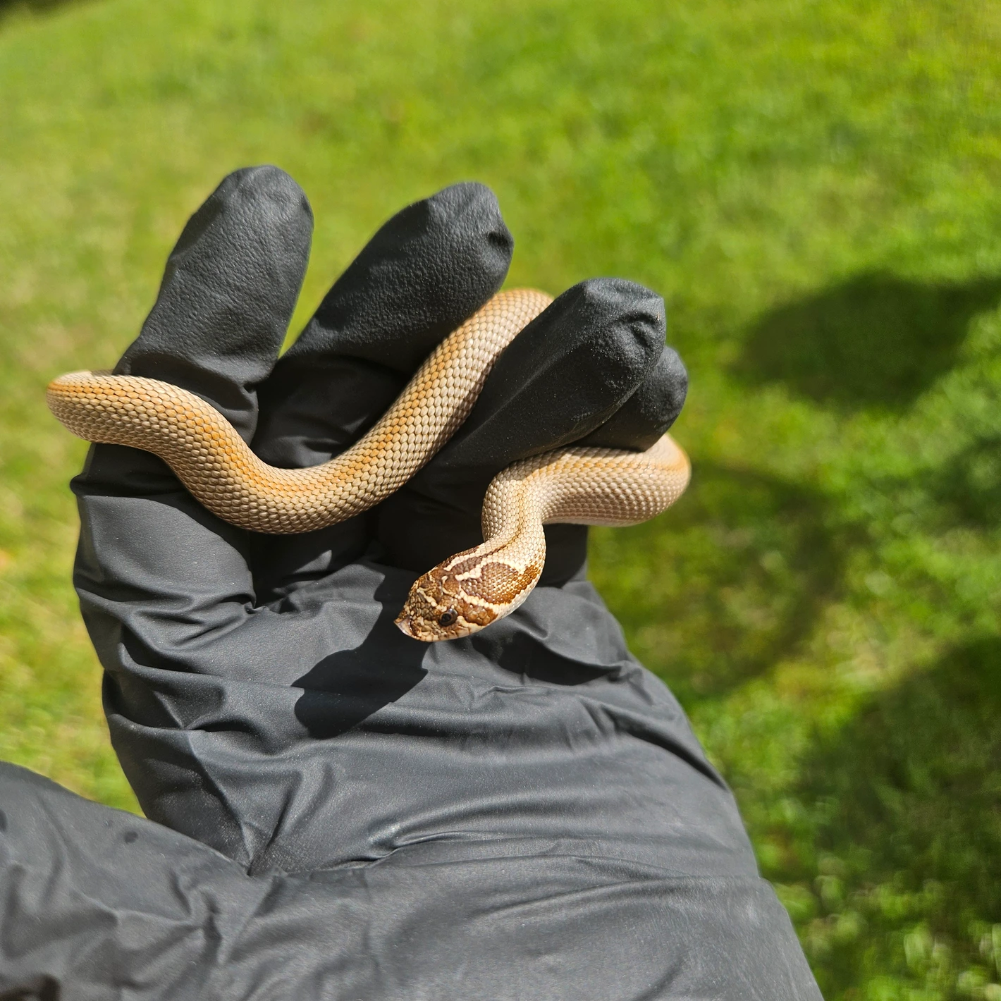 Superconda western hognose morph