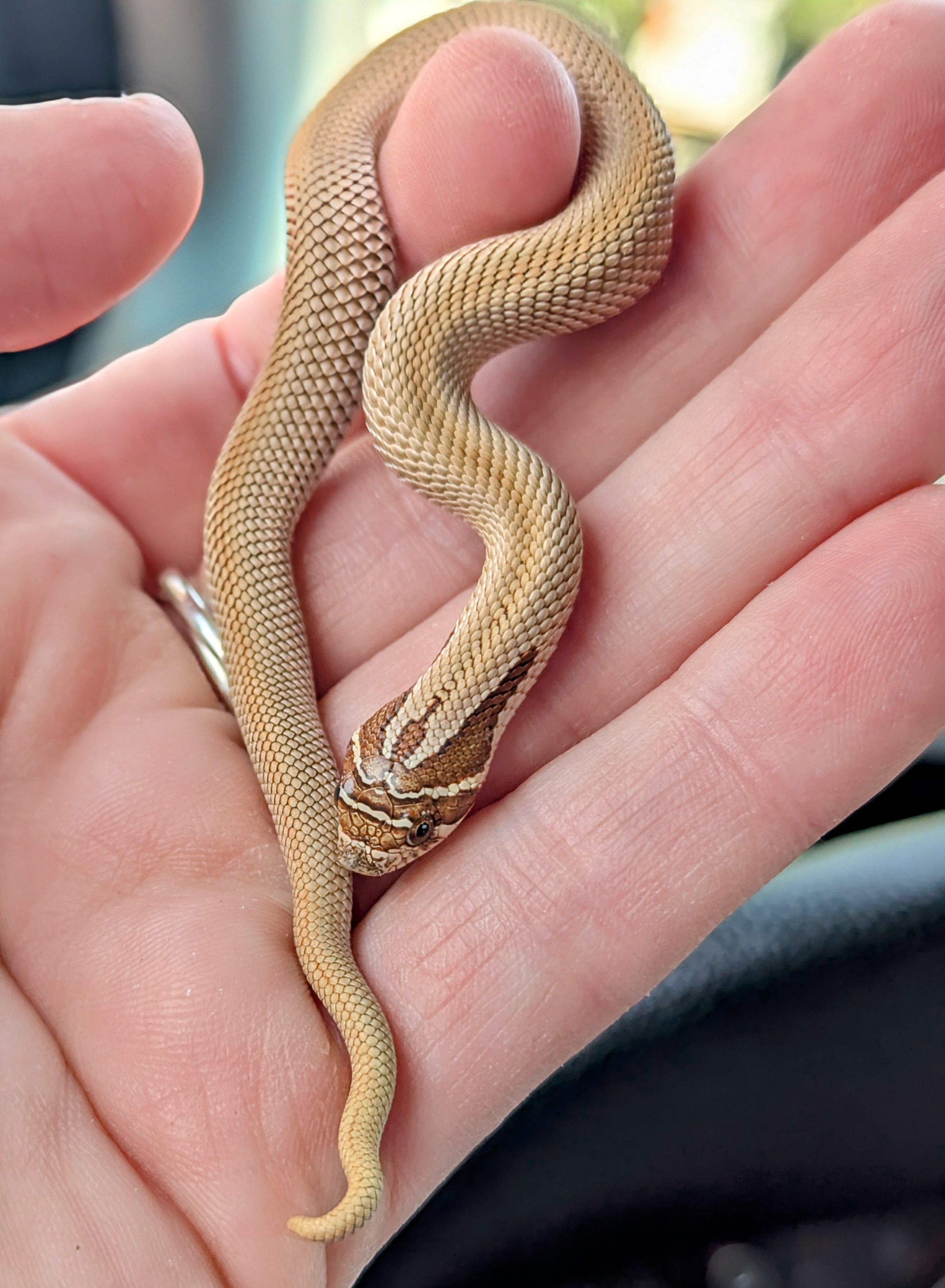 Superconda western hognose morph