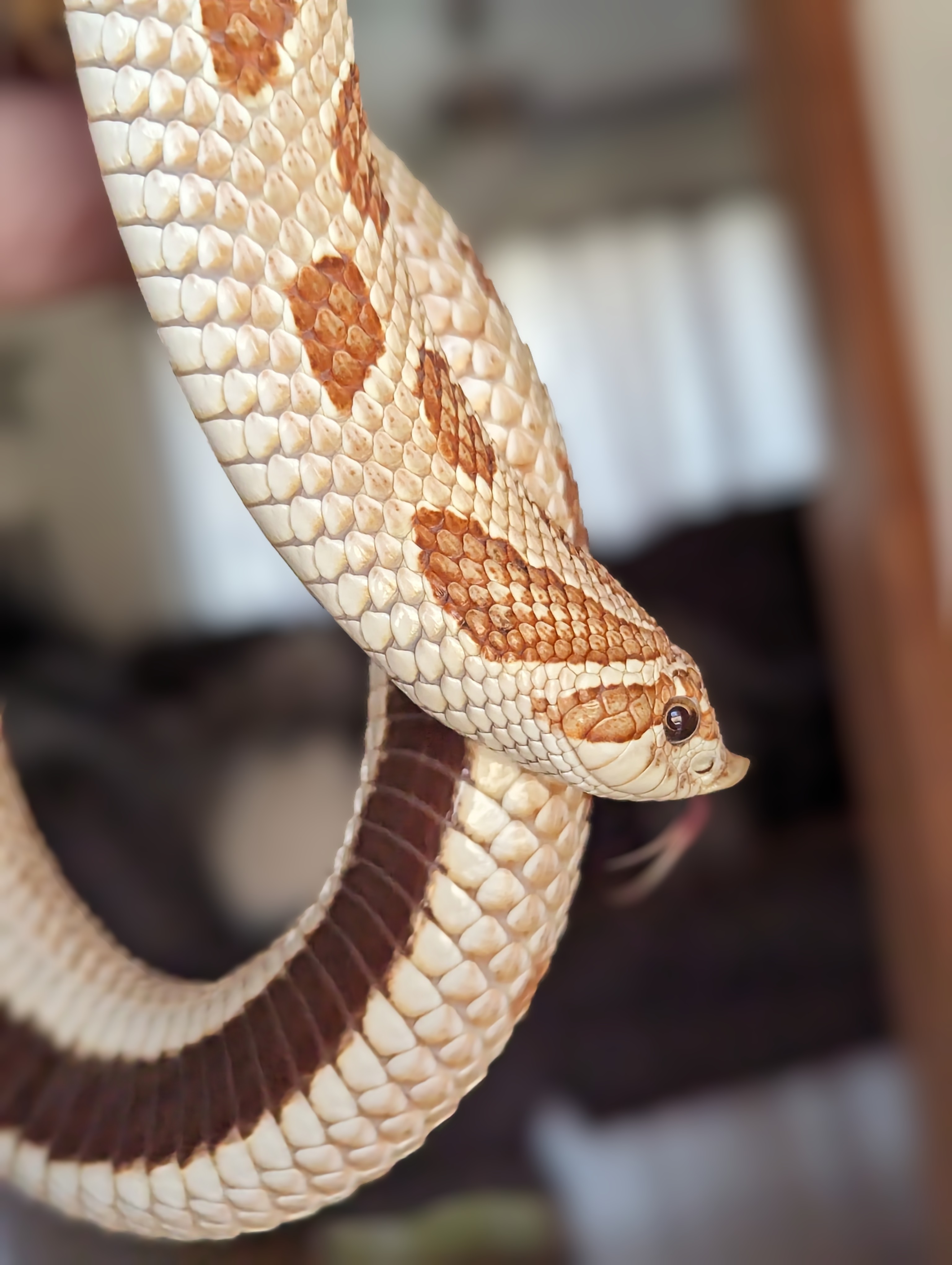 Toffeeconda western hognose morph