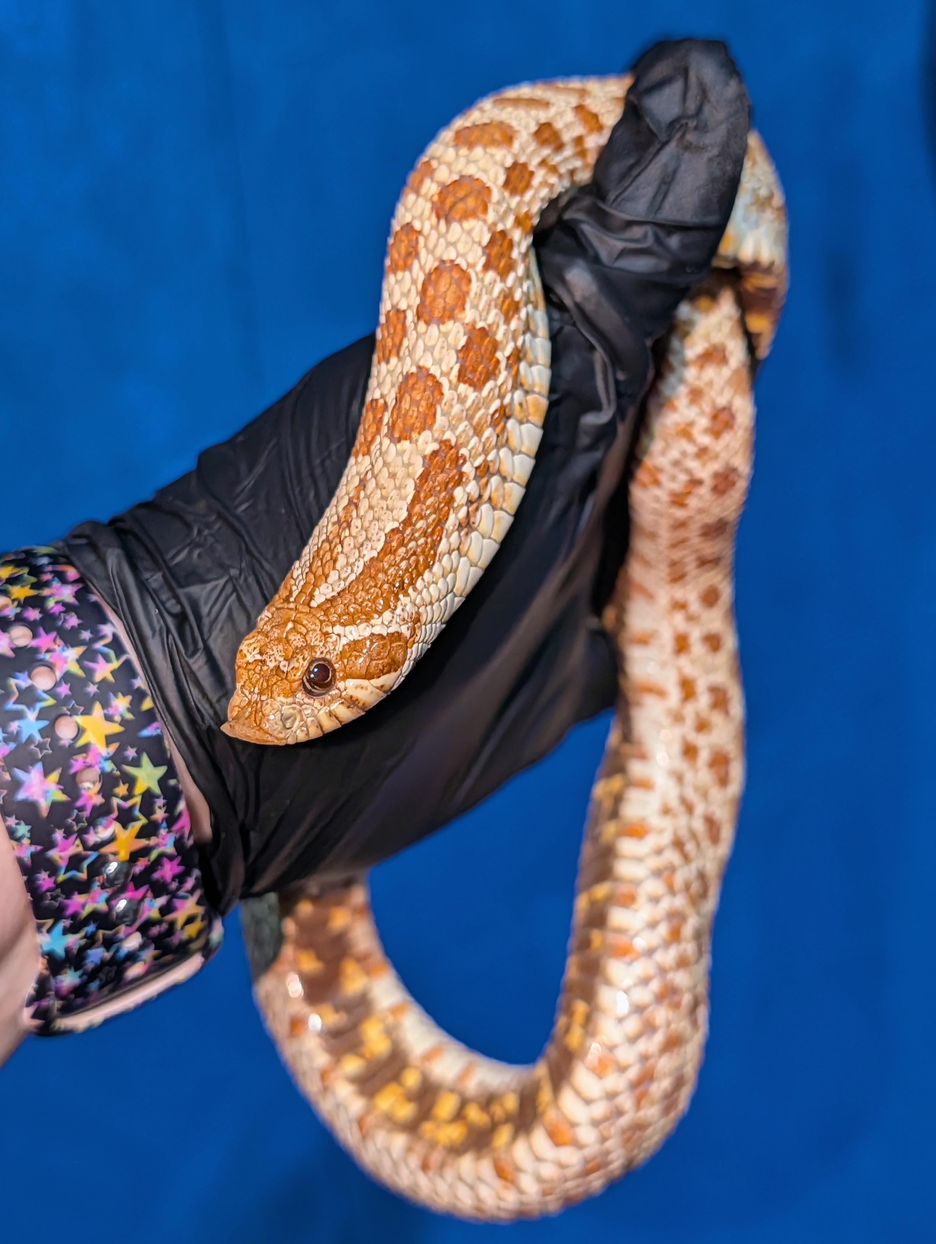Toffee Belly western hognose morph