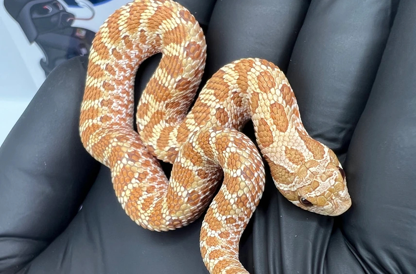 Toffee Belly western hognose morph