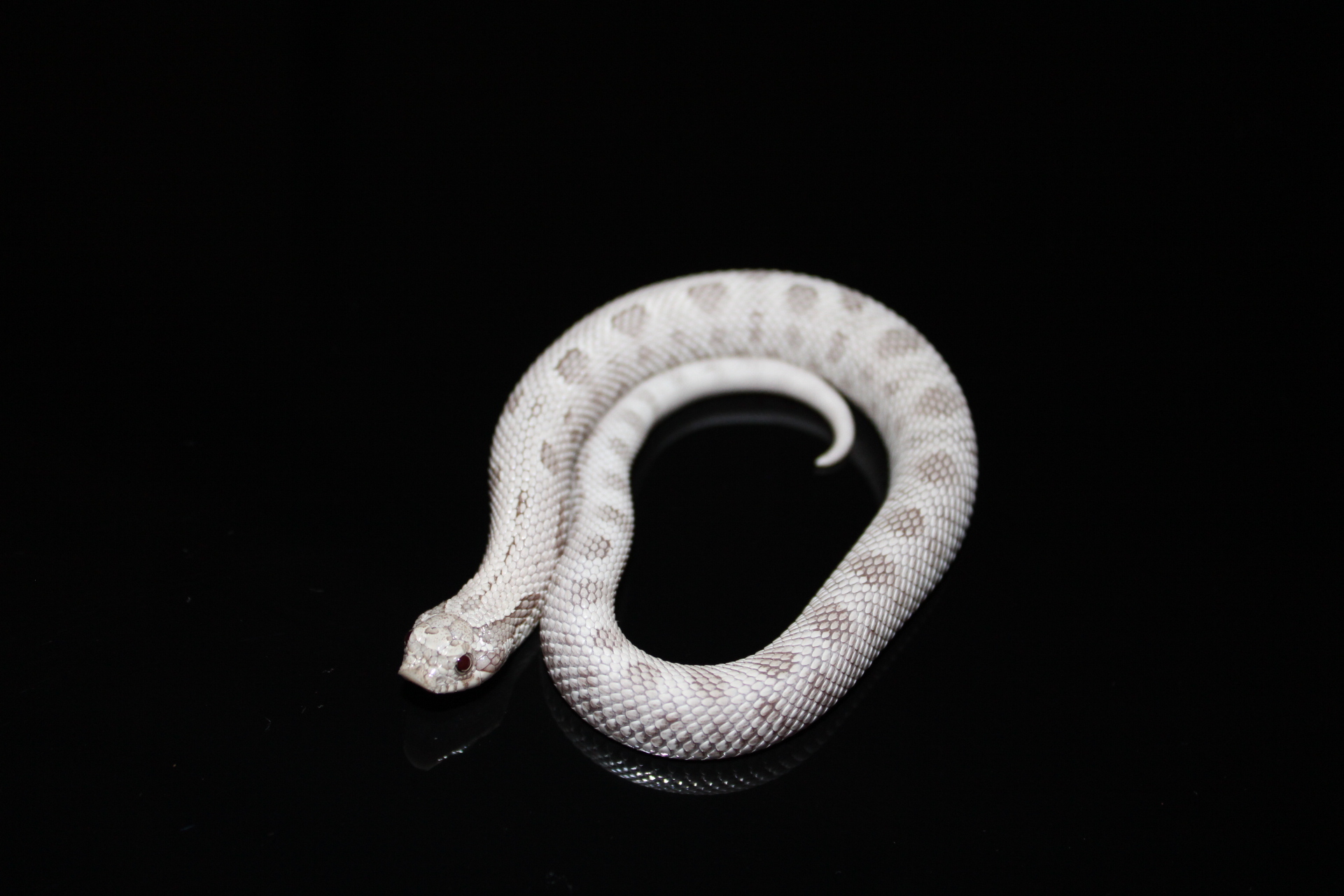 Thallium western hognose morph