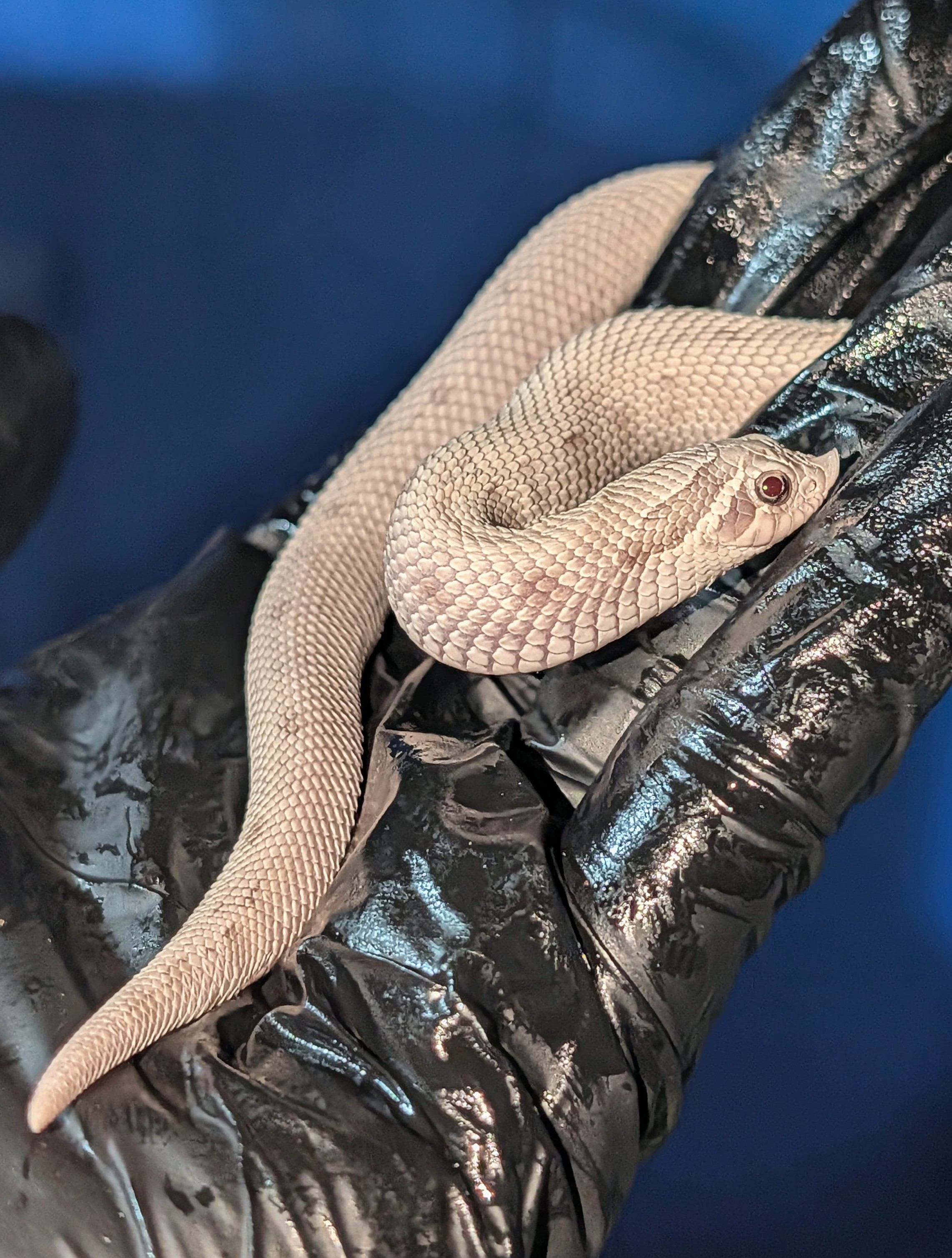 Thallium western hognose morph