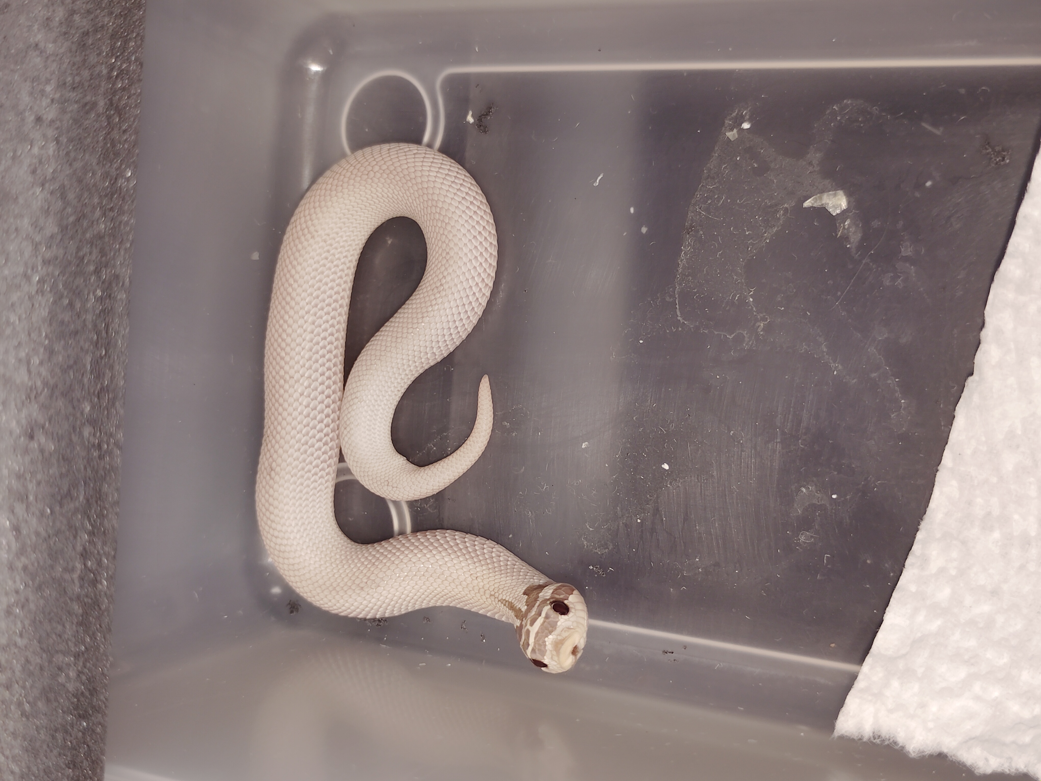 Toxic Superconda western hognose morph