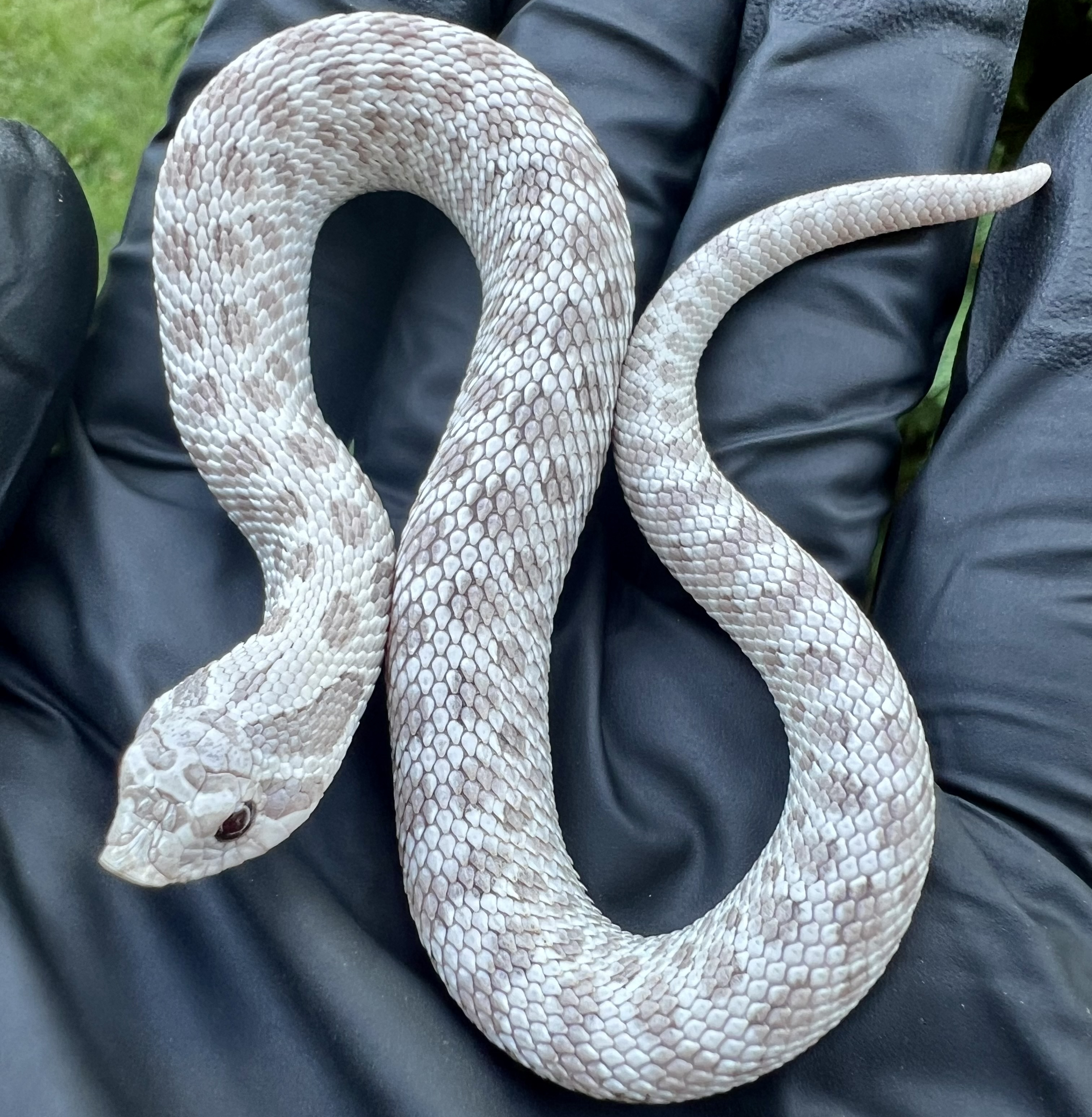 Toxic western hognose morph