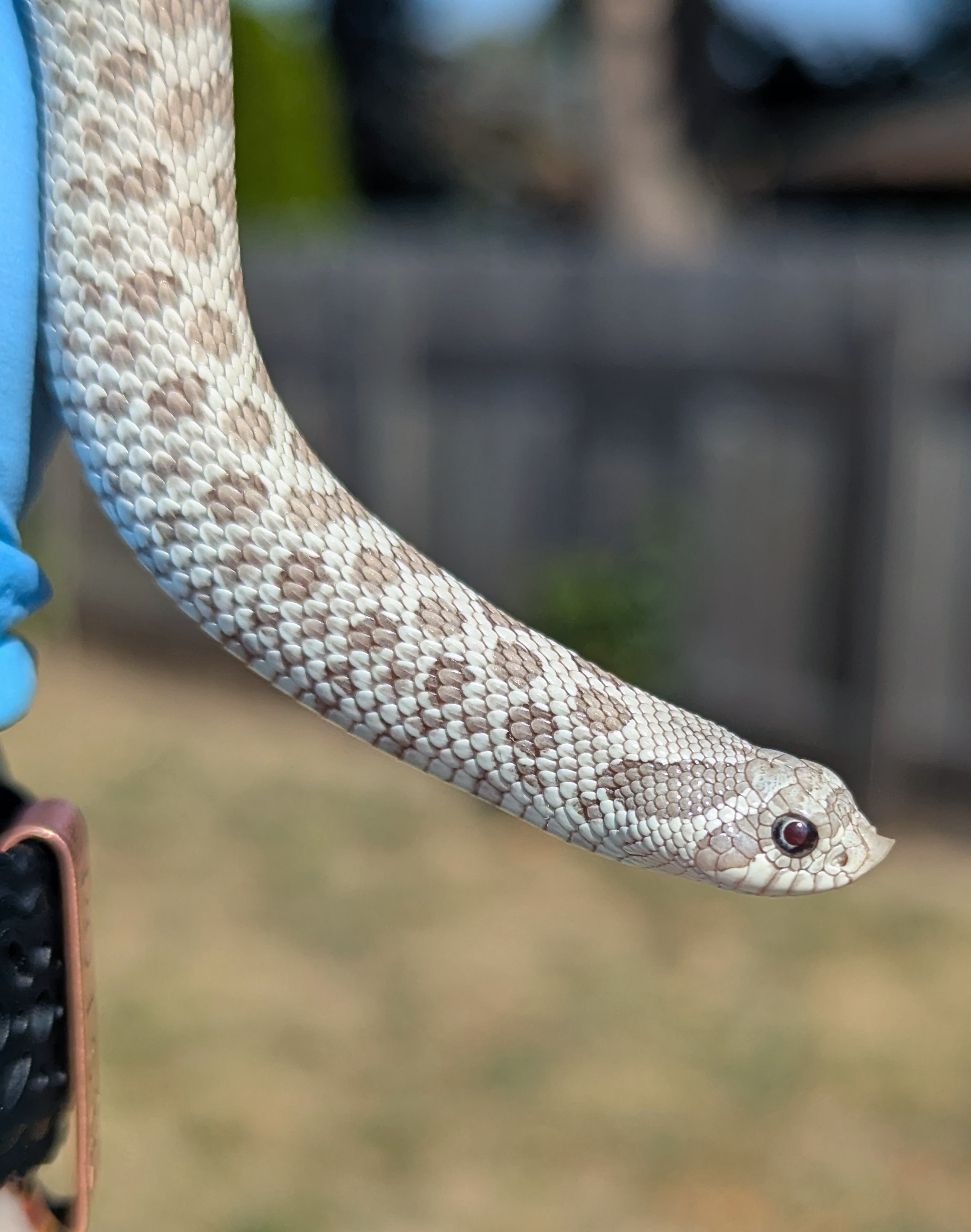 Toxic western hognose morph