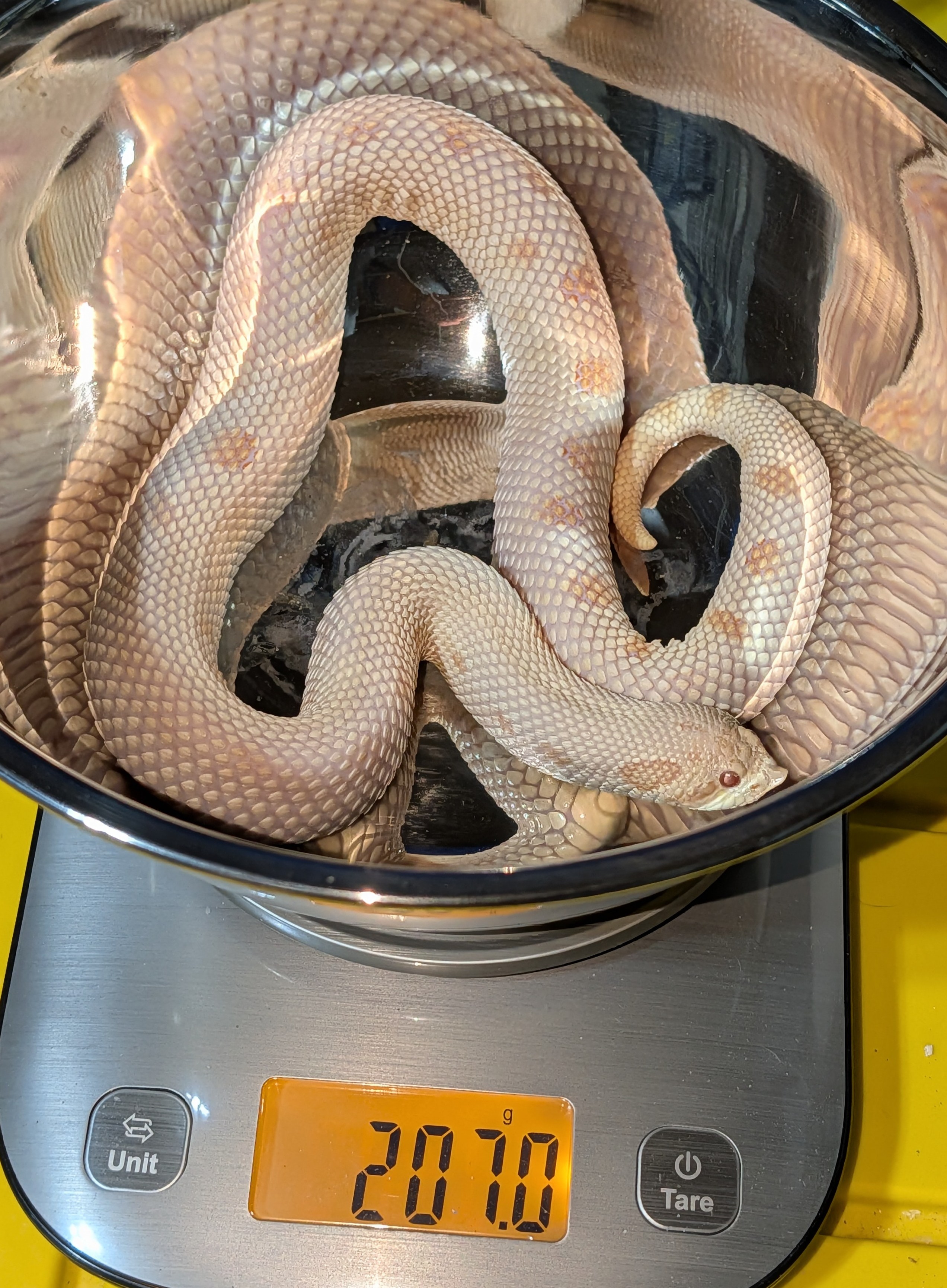Ultramel Anaconda western hognose morph