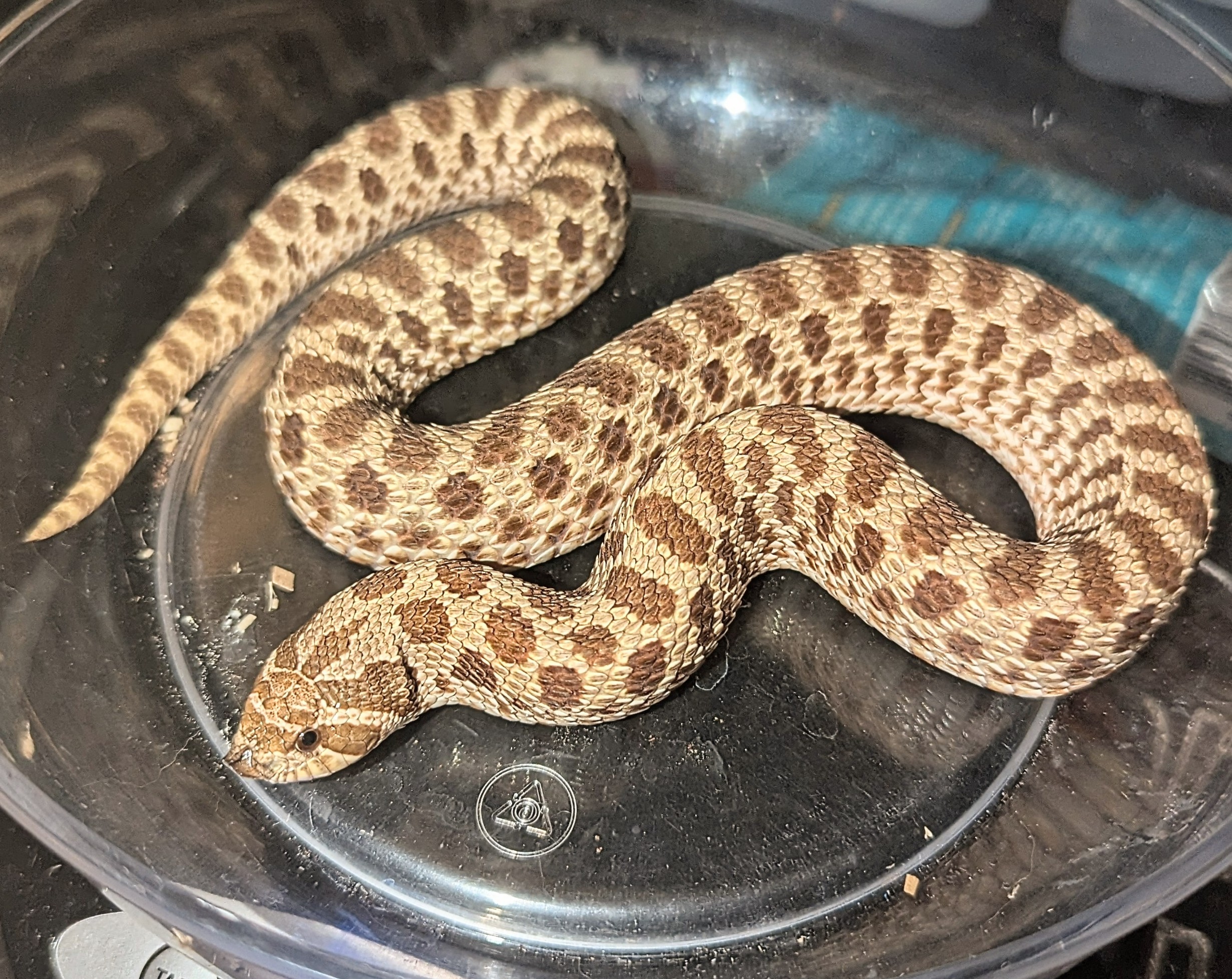 Wildtype western hognose morph