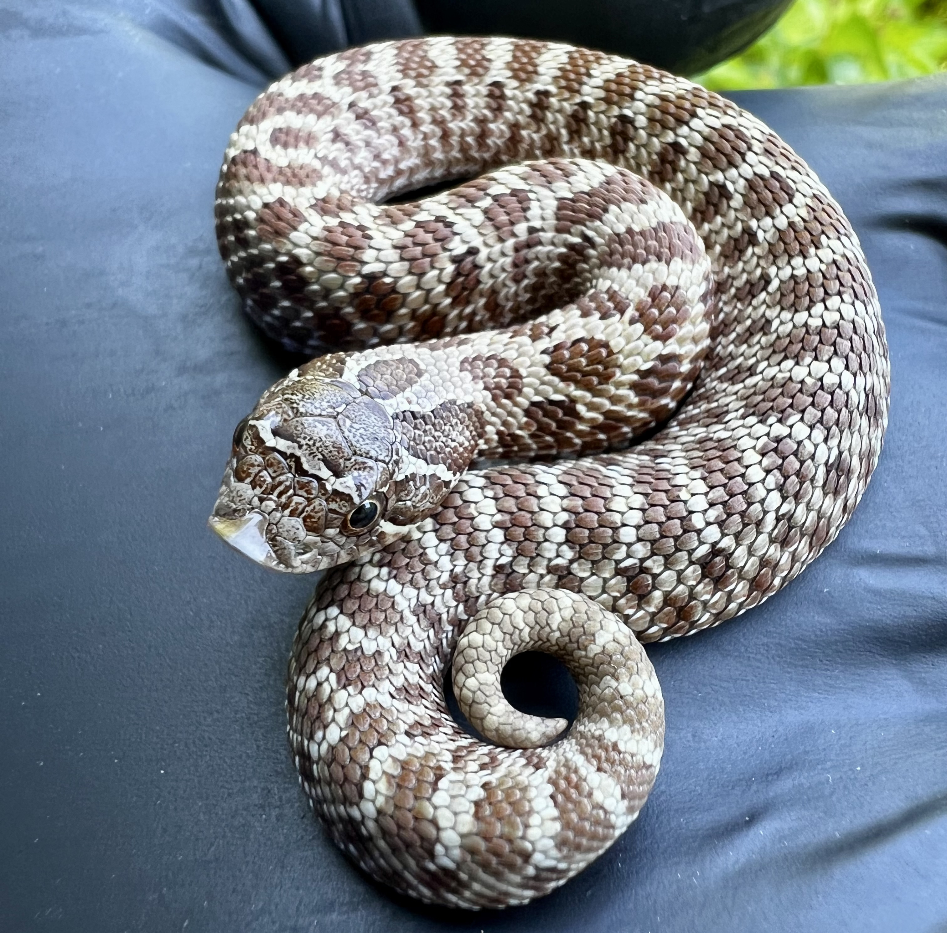 Wildtype western hognose morph